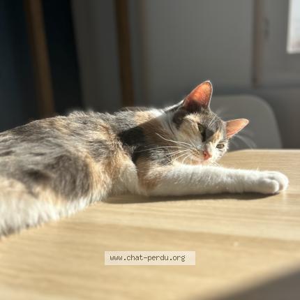 Foto 1/1 Laika Chat perdido en Ciboure