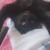 Foto del gato perdido en Domloup