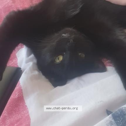 Foto 1/1 Pito Chat perdido en Domloup