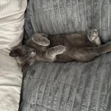 Foto del gato perdido en Bayeux