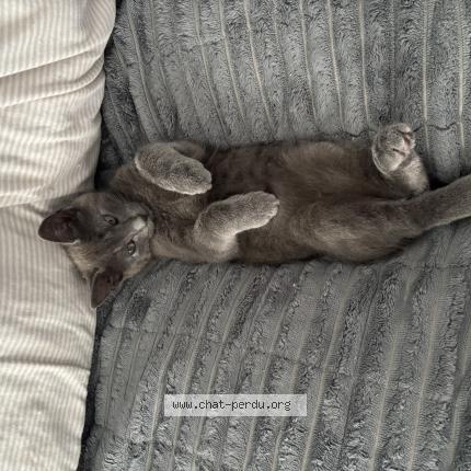 Foto 1/1 Apple Chat perdido en Bayeux