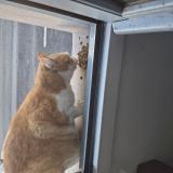 Foto de gato encontrado en Pau