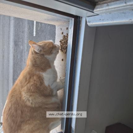 Foto 1/1 Gato encontrado Encontrado en Pau