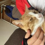 Foto del gato perdido en Digoin