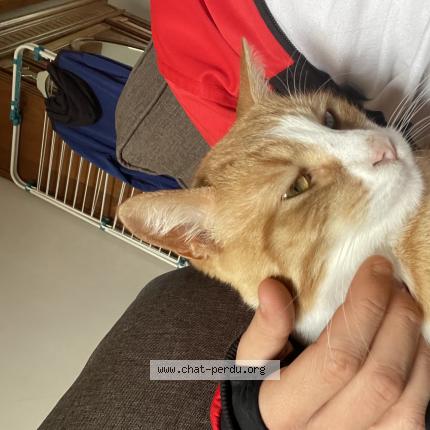 Foto 1/1 Tchoum Chat perdido en Digoin