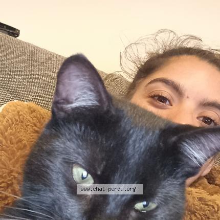 Foto 1/1 Jackie Chat perdido en La garnache