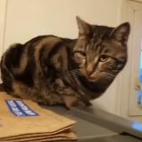 Foto del gato perdido en Mulhouse