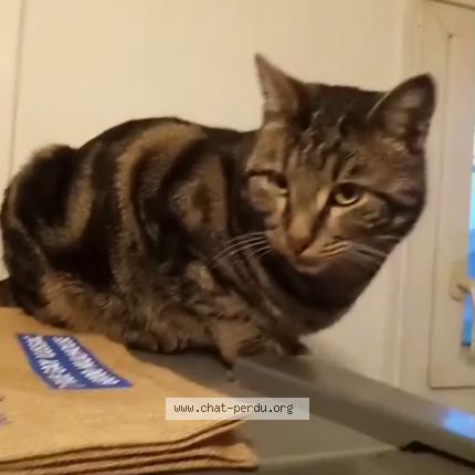 Foto 1/1 Rocco Chat perdido en Mulhouse