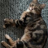 Foto del gato perdido en Coignieres