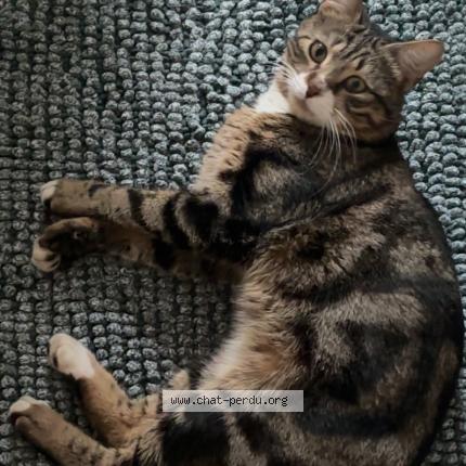 Foto 1/1 Narnia Chat perdido en Coignieres