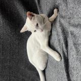 Foto de gato encontrado en Bangalore