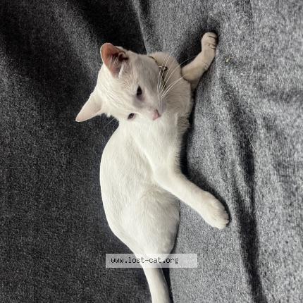 Foto 1/1 Gato encontrado Encontrado en Bangalore