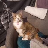 Foto del gato perdido en Saint Jean De Monts