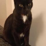 Foto del gato perdido en Aizenay