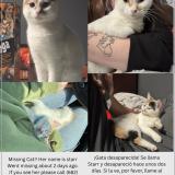 Foto del gato perdido en Fortworth