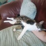 Foto del gato perdido en Tournefeuille