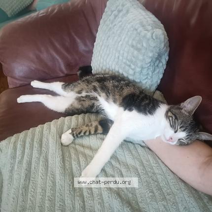 Foto 1/1 Gustave Chat perdido en Tournefeuille