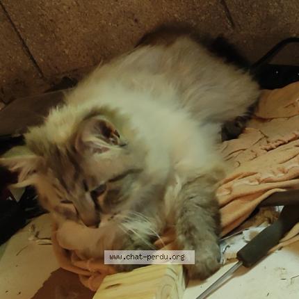 Foto 2/3 Zeus Chat perdido en Soulosse sous saint elophe