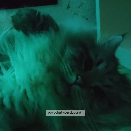 Foto 3/3 Zeus Chat perdido en Soulosse sous saint elophe