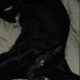 Foto del gato perdido en Villetelle