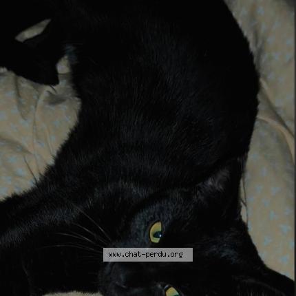 Foto 1/1 Aegon Chat perdido en Villetelle