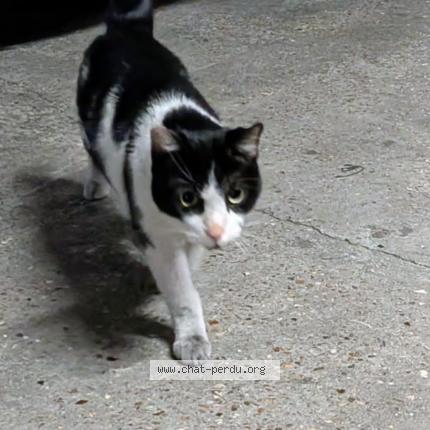 Foto 1/1 Gato encontrado Encontrado en Paris