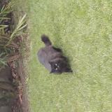 Foto de gato encontrado en Grandcamp Maisy