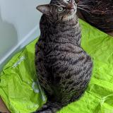 Foto del gato perdido en Varengeville Sur Mer