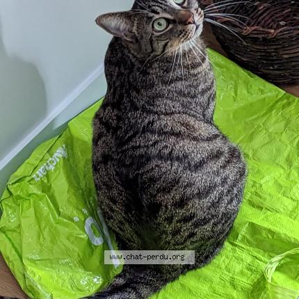 Foto 1/1 Pilou Chat perdido en Varengeville sur mer