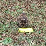 Foto del gato perdido en Saint Victor Malescours