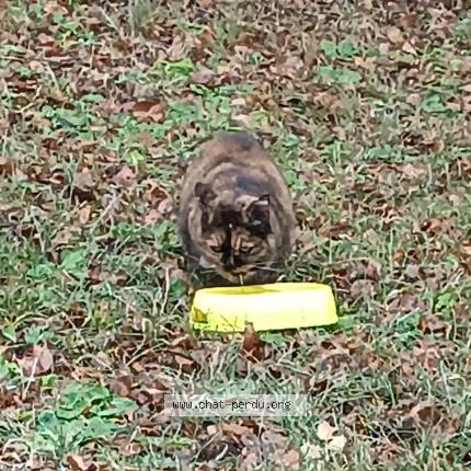 Foto 1/1 Stella Chat perdido en Saint victor malescours