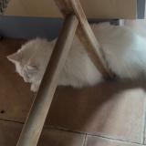 Foto del gato perdido en Nailloux