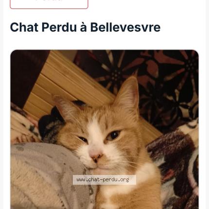 Foto 1/1 Nougat Chat perdido en Bellevesvre