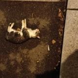 Foto de gato encontrado en Orleans