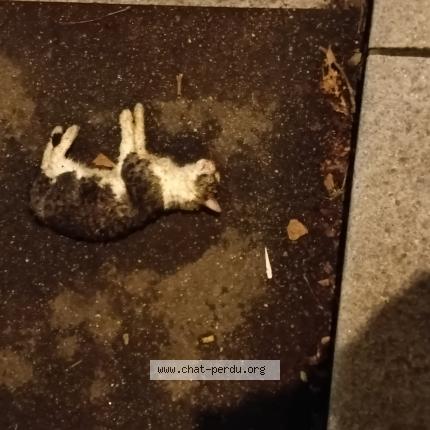 Foto 1/1 Gato encontrado Encontrado en Orleans