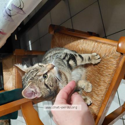 Foto 1/1 Gato encontrado Encontrado en Lieusaint