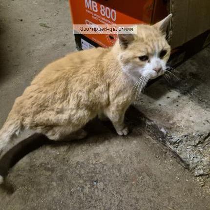 Foto 1/1 Gato encontrado Encontrado en Gonneville la mallet