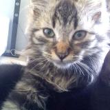 Foto del gato perdido en Querqueville