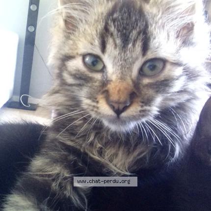 Foto 1/1 Bouboule Chat perdido en Querqueville