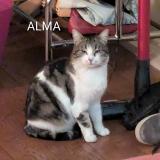 Foto del gato perdido en Le Bouscat Bordeaux