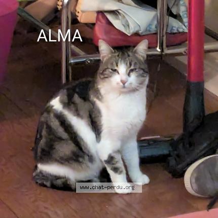 Foto 1/1 ALMA Chat perdido en Le bouscat bordeaux