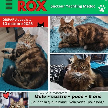 Foto 1/1 Rox Chat perdido en Hourtin