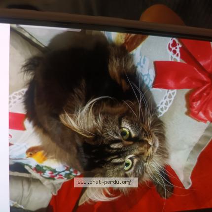 Foto 1/1 Ashie Chat perdido en Eragny sur oise