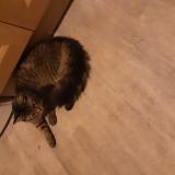 Foto de gato encontrado en Tours