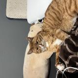 Foto del gato perdido en Santa Ana