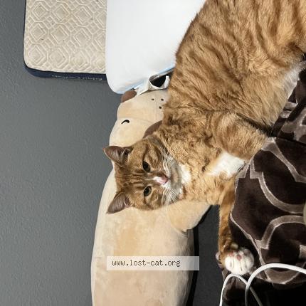 Foto 1/1 Cheddar Chat perdido en Santa ana