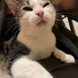 Foto del gato perdido en Nanterre