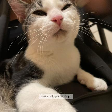 Foto 1/1 Billy Chat perdido en Nanterre