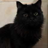 Foto del gato perdido en La Trinite