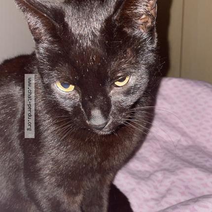 Foto 1/1 Kyrbi Chat perdido en Puget sur argens